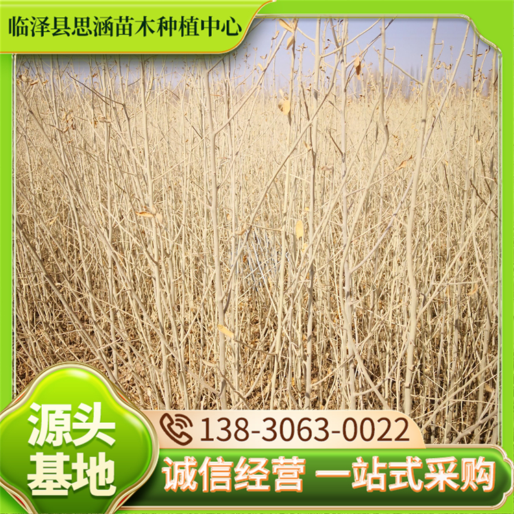 5公分沙枣苗 高度30-70公分一手货源 耐盐碱 成活率高 思涵