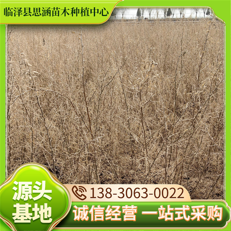 基地批发砂生槐 园绿地庭院中种植 植株健壮长势好 易成活