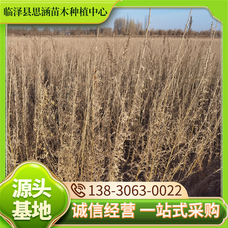 锦鸡儿柠条苗 苗龄1年 道树小区市政工程绿化树 优选好 思涵