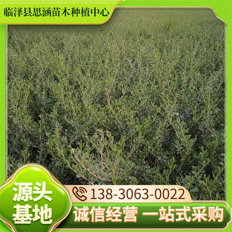 盐碱地绿化白刺苗 高度50公分白刺树 防止水土流失 思涵