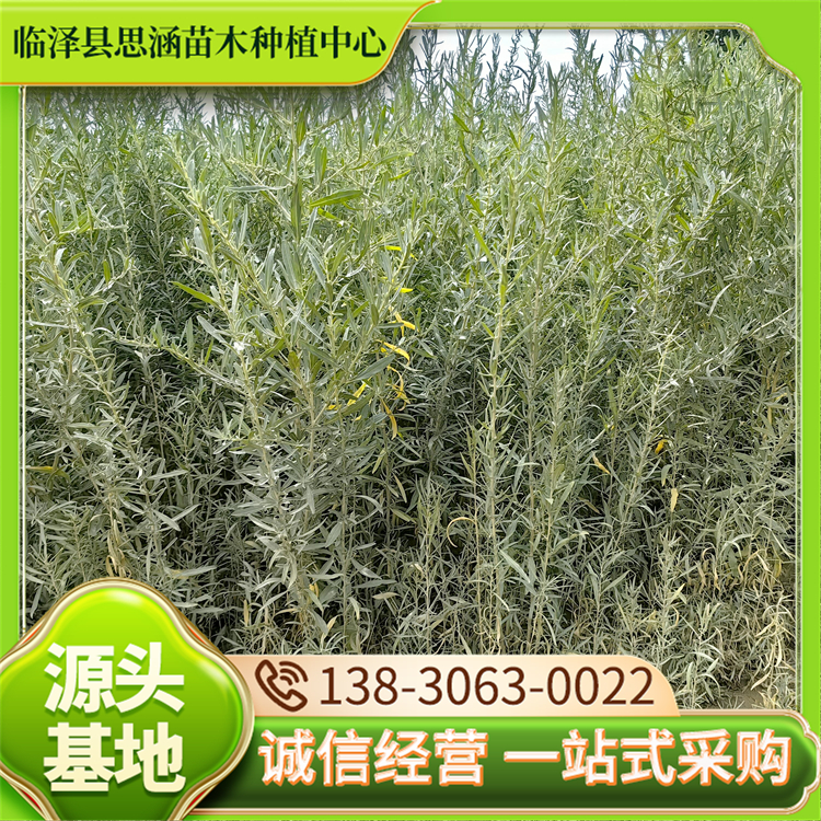 四翅滨藜苗 多年生半常绿灌木 耐旱抗寒工程苗 思涵
