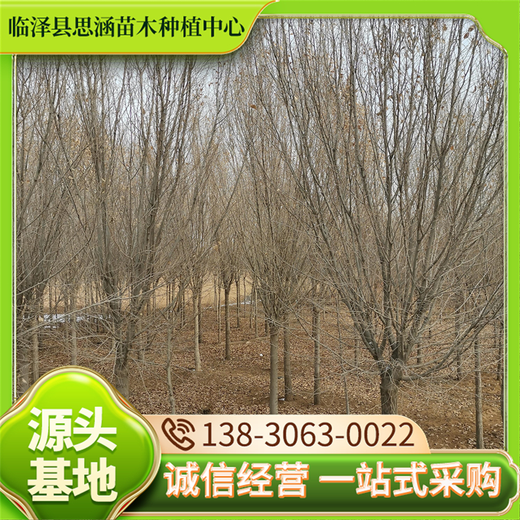 圆冠榆种植 道路园林绿化风景行道树 耐旱易成活 现挖出售 思涵