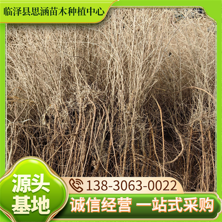 1年生砂生槐苗木 自产自销 防风固沙护坡绿化苗木 一手货源