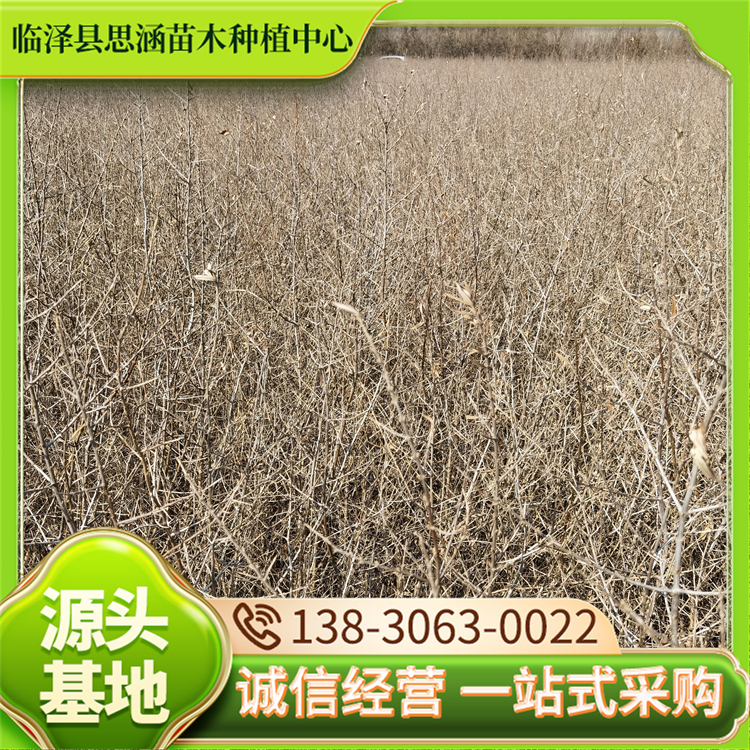 大果沙棘苗 扦插苗40一60公分优质苗 用于沙漠绿化 思涵