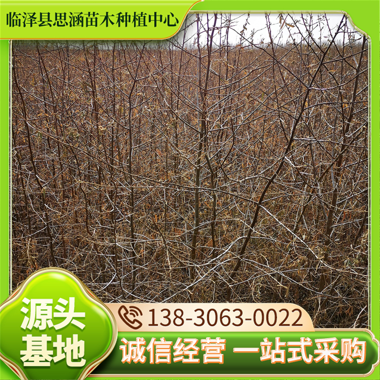 基地出售大果沙棘苗 1-3年生树苗 适应性强 根系发达 思涵