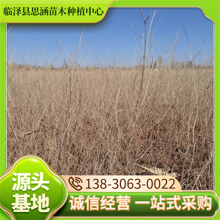 花棒 基地直供绿化苗木 河流阶地生长 应用范围广泛 思涵