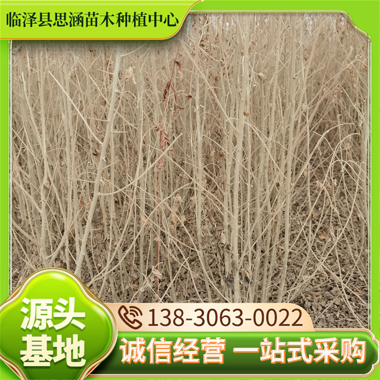 1年生沙枣苗 植苗造林调节土壤 改善生态环境 养护简单 思涵