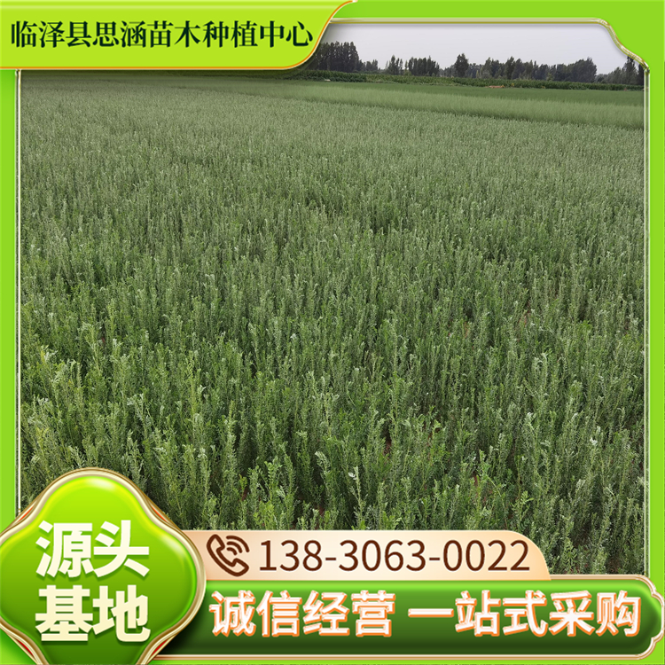 一年柠条苗批发 苗木基地现货直供 耐盐碱 成活率高 思涵