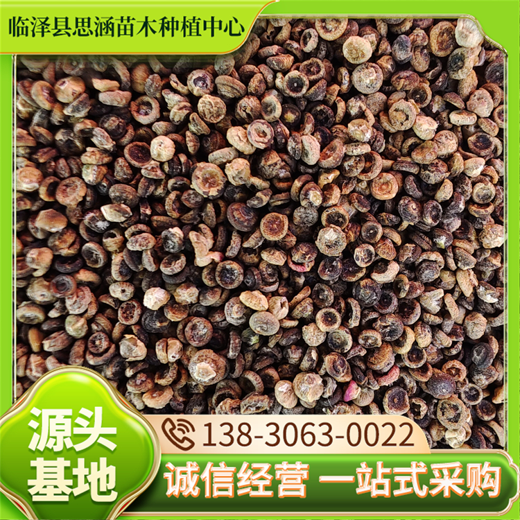 基地直发梭梭种子 护坡绿化工程常用树种 成活率高 现货直发 思涵