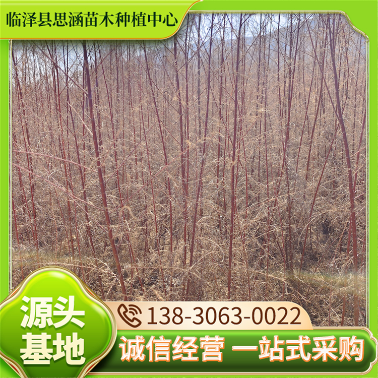 籽播柽柳苗 园林庭园观赏绿化植物 生命力顽强 自产自销 思涵