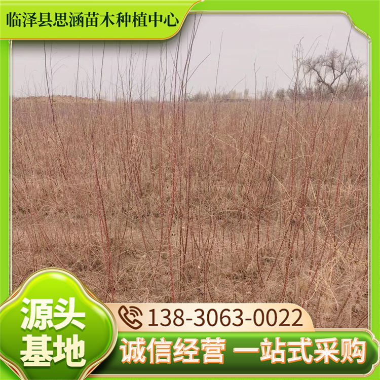 1-3米红柳苗 园林景观绿化工程苗 耐盐碱性强 生长稳定 思涵