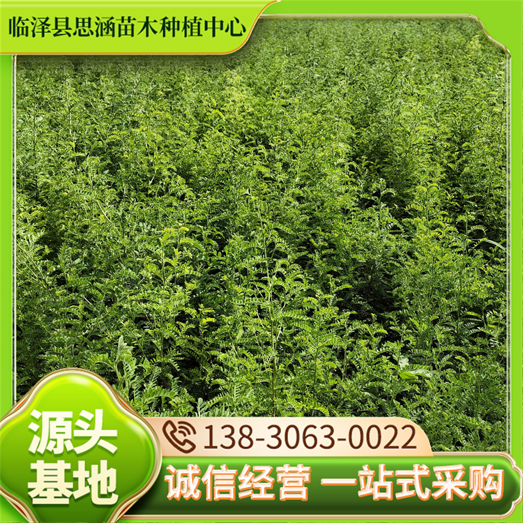 大量供应砂生槐 防沙固沙护坡植物 生态适应性良好 思涵