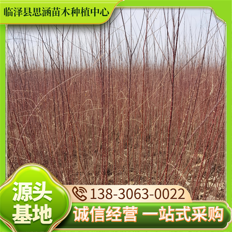 基地直供柽柳苗 别墅公园小区绿化树观赏行道树 生长速度快 思涵