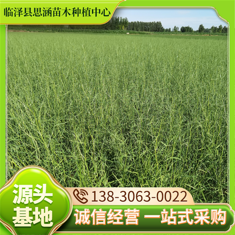 基地直供绿化花棒 高度30-70公分 自产自销 果实饱满 思涵