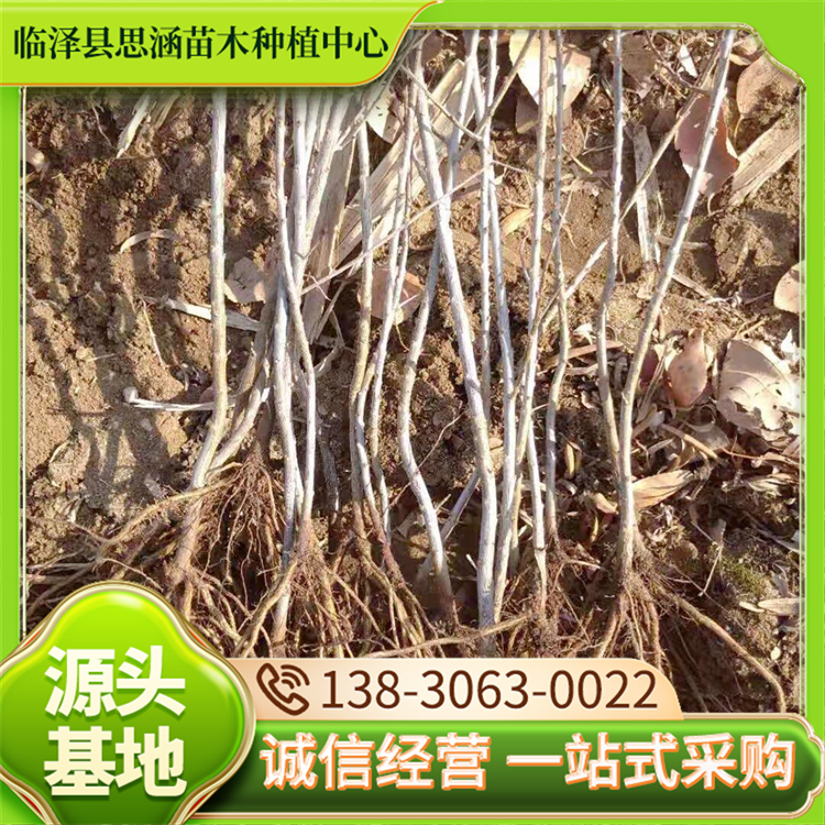 5公分沙枣苗 户外沙地植物绿化苗 自有种植基地 思涵