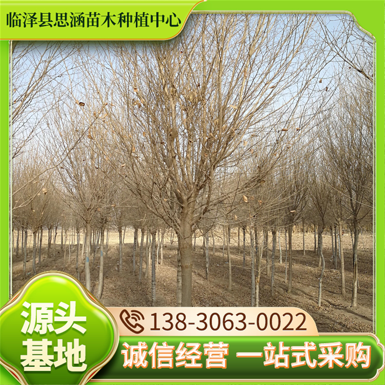 一年生圆冠榆 城市美化行道庭荫树 树形优美 适应性强 思涵