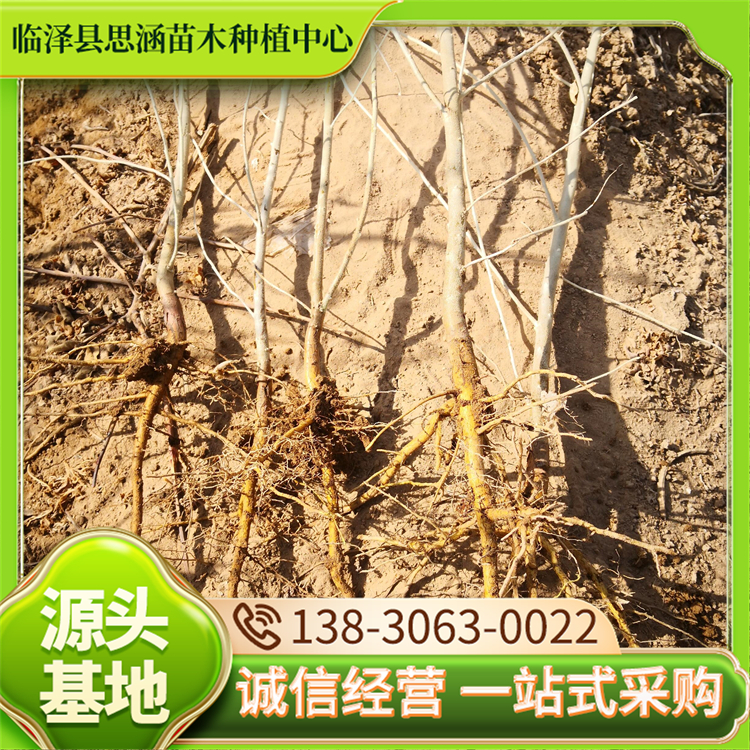 防风沙枣苗 耐盐碱耐干旱 生态治理苗木 耐寒性强 思涵