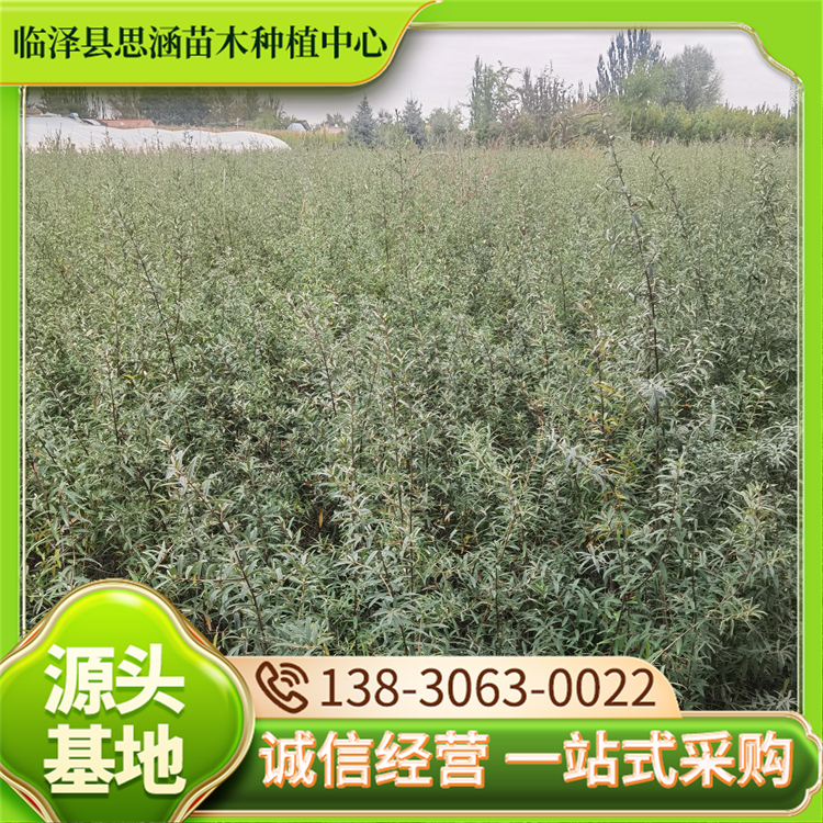 基地出售大果沙棘苗 深秋红沙棘果苗 南北方均可种植 思涵