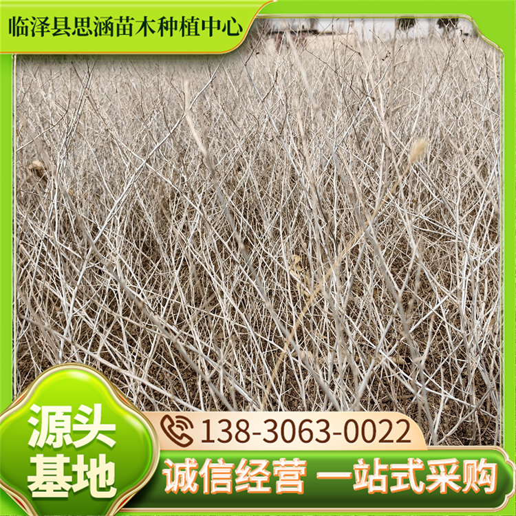 1~2米白刺苗 土地荒漠化治理苗木 长期供应绿化苗木 思涵