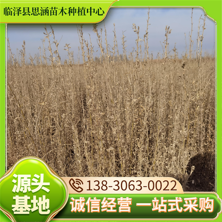 1年生柠条苗 裸根苗露地栽培 观叶色叶 落叶性苗 易于成活