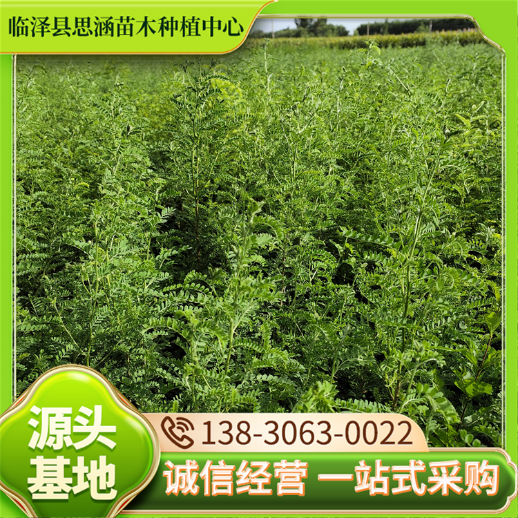 一年生砂生槐苗木基地 园林绿化庭院种植苗木 自产自销