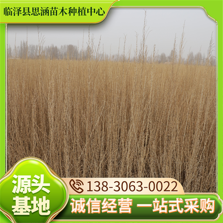 耐旱梭梭苗 园林景观市政绿化常用苗木 根系发达 防风固沙 思涵