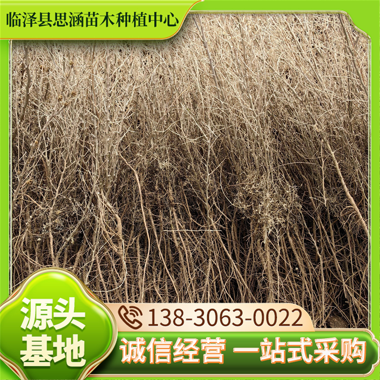 砂生槐苗圃 改善生态环境 自产自销 固沙阻沙能力强 成活率高