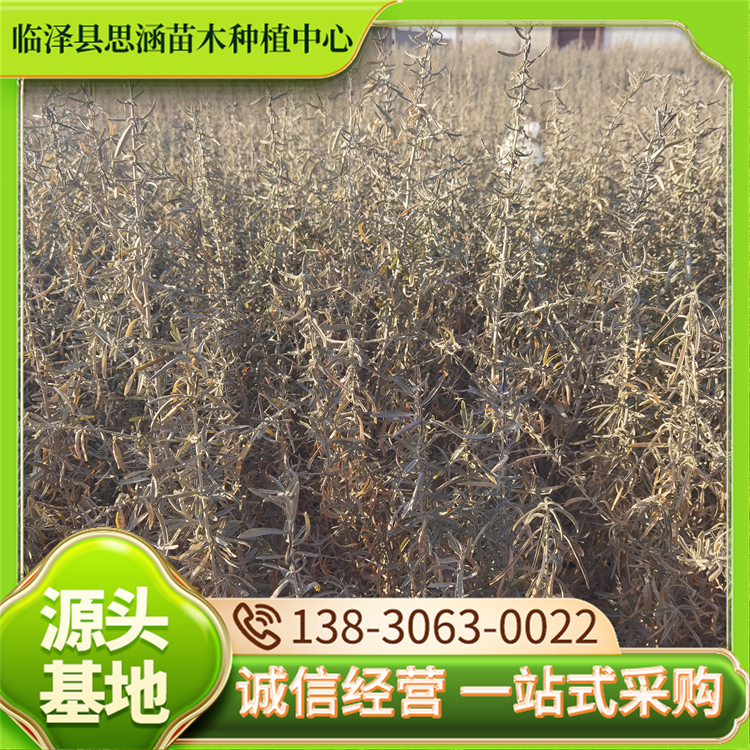 50公分四翅滨藜 防风固沙护坡绿化苗木 耐干旱 思涵