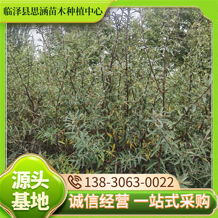 基地批发沙棘苗 盐碱地沙地植被重建苗 绿化效果明显 思涵