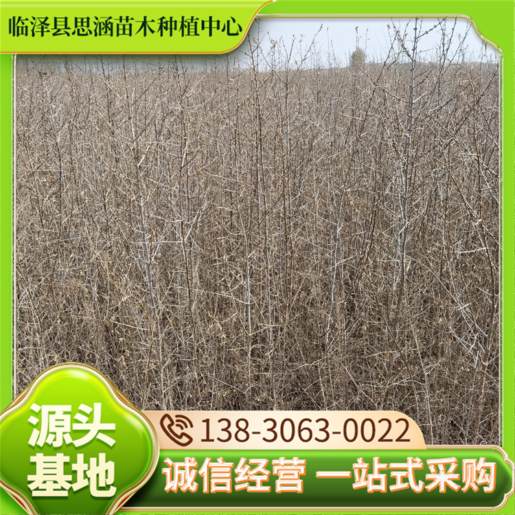 沙棘苗 荒漠化防治苗木治理苗 适应性强广泛 思涵
