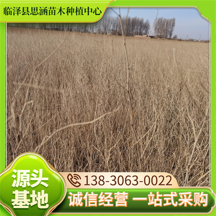 供应花棒 1年年生花棒苗子 高度40公分桦棒苗 耐旱耐盐碱