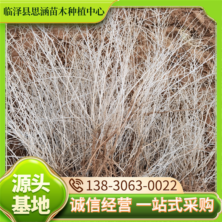 盐碱地绿化白刺苗 高度50公分白刺树 改善土壤结构 思涵