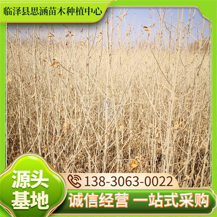 1-8公分沙枣苗 沙漠绿化苗木治沙造林 基地供应 思涵