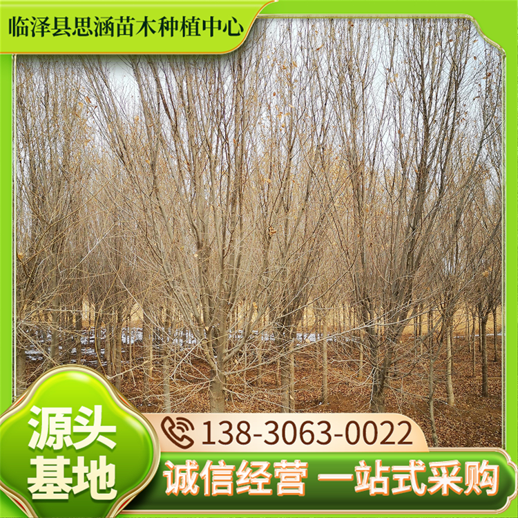 圆冠榆基地 道路园林绿化风景行道树 根系发达 成活率高 思涵