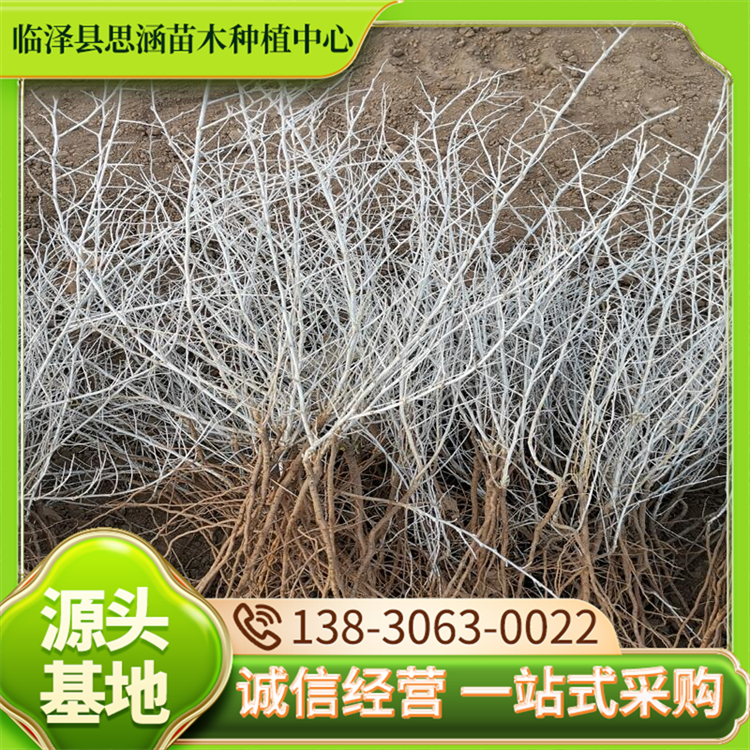 盐碱地1~2米白刺苗 旱生型阳性植物 适应性能力强 思涵