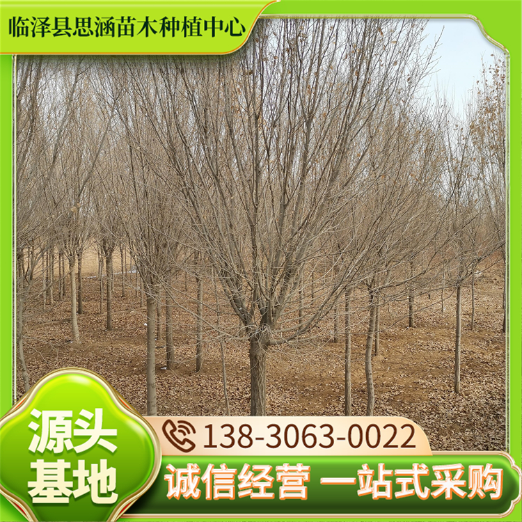 圆冠榆批发 景区园林行道景观树 冠幅饱满 根茎健壮 思涵