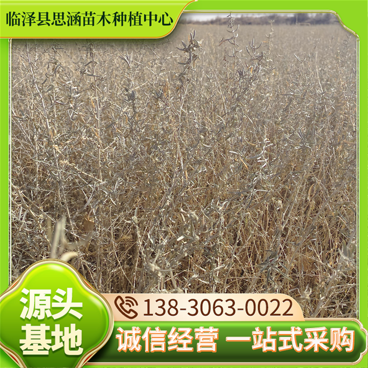 四翅滨藜现货 土地荒漠化治理苗木 耐旱性能优越 思涵