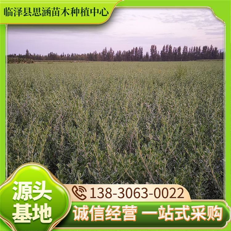 60公分白刺苗 分枝弯曲 重盐碱地上生长 大量供应 耐瘠薄 思涵