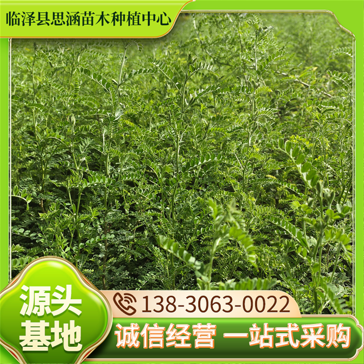 供应30-70公分砂生槐苗 1年生砂生槐树苗 生态适应性良好