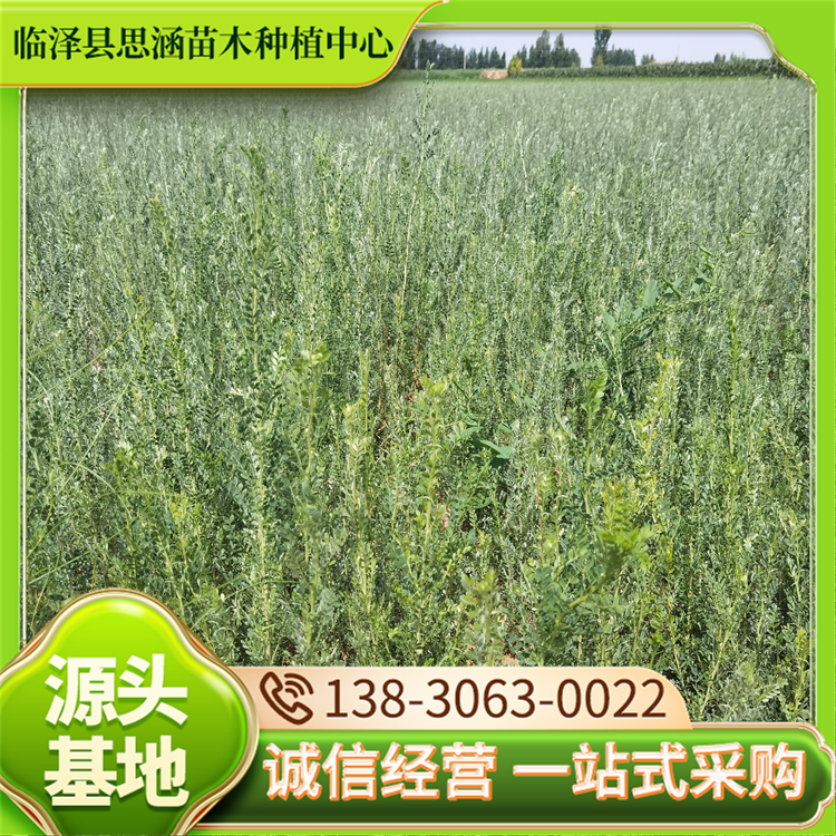 供应柠条苗 树龄1-2年 高度30-120公分 锦鸡儿树苗 根系发达