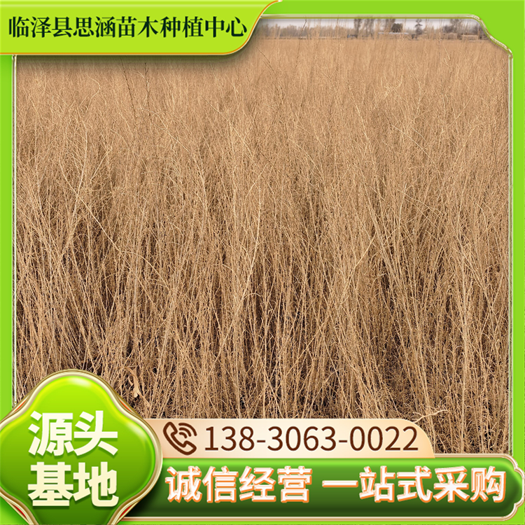 耐盐碱梭梭苗 50公分固沙造林绿化 自产自销 思涵