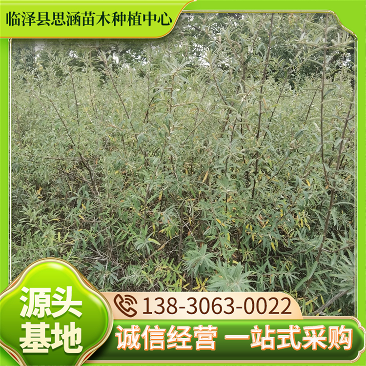 大果沙棘苗 抗旱造林优选苗荒漠绿化苗 生态修复力强 思涵