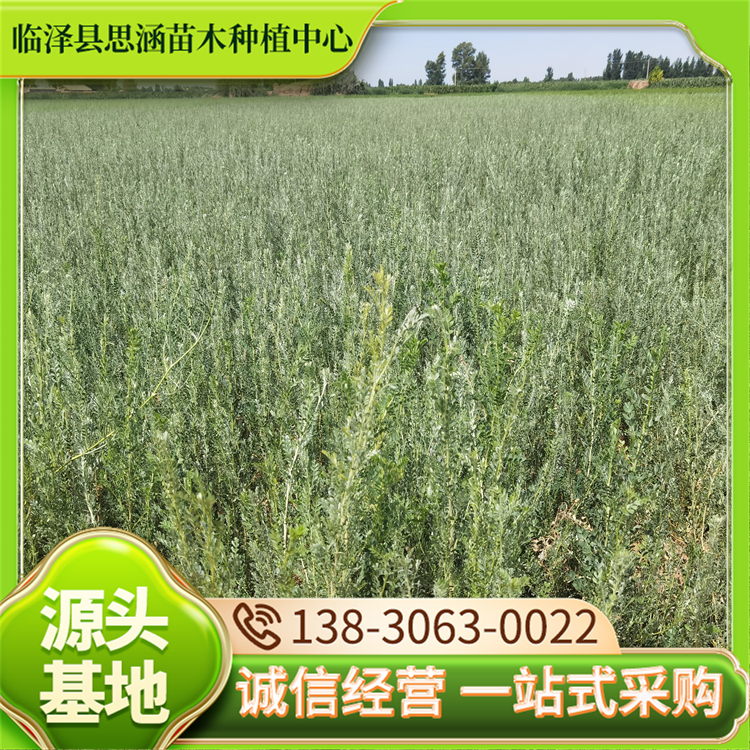 一年生锦鸡儿苗 高度40-70公分 秋季柠条苗 露地栽培 春色叶观赏