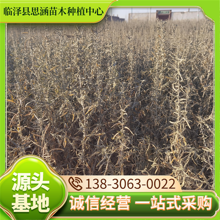 四翅滨藜批发 遏制土地沙化改良土壤 抗盐碱能力强 思涵