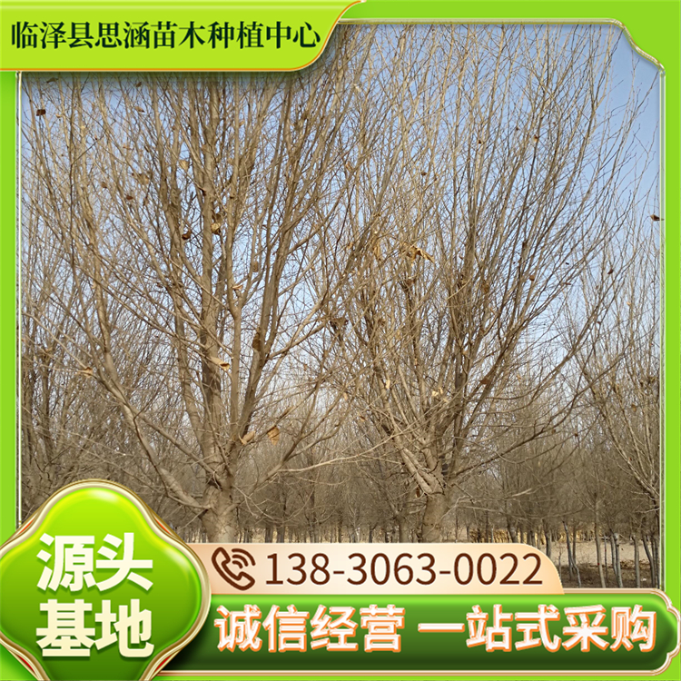 圆冠榆批发 苗圃现挖出售大小规格苗 生长快根系发达 思涵