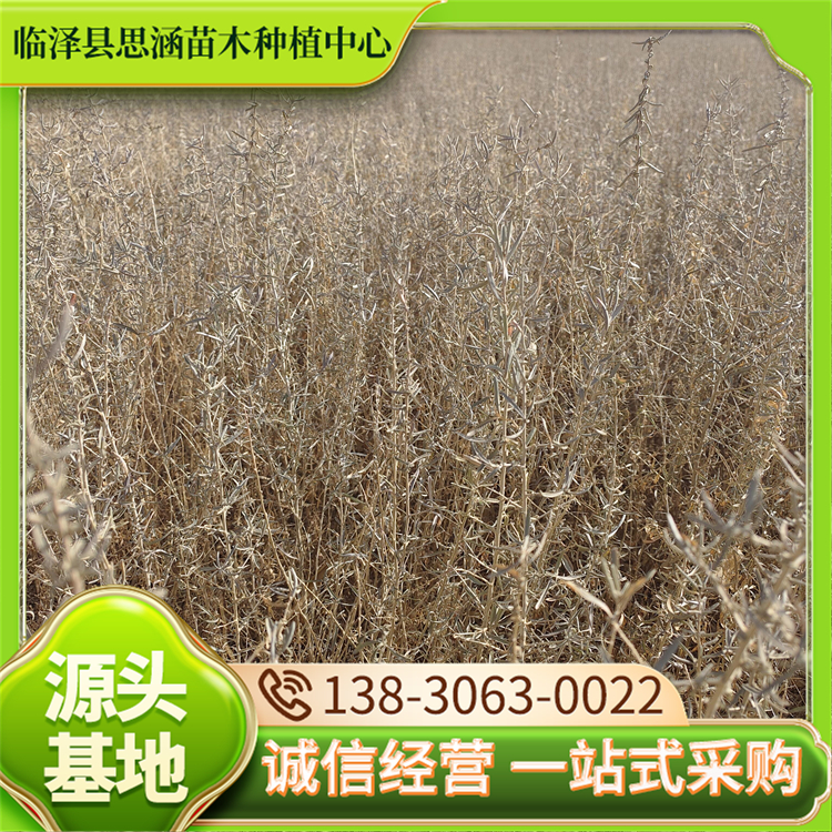 四翅滨藜工程苗 高度40-70公分耐盐碱 喜光根系发达 思涵