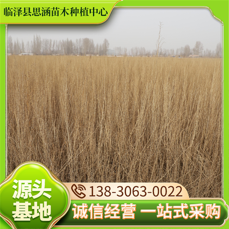 绿化梭梭苗 园林工程固沙苗木 耐旱性能优越 思涵