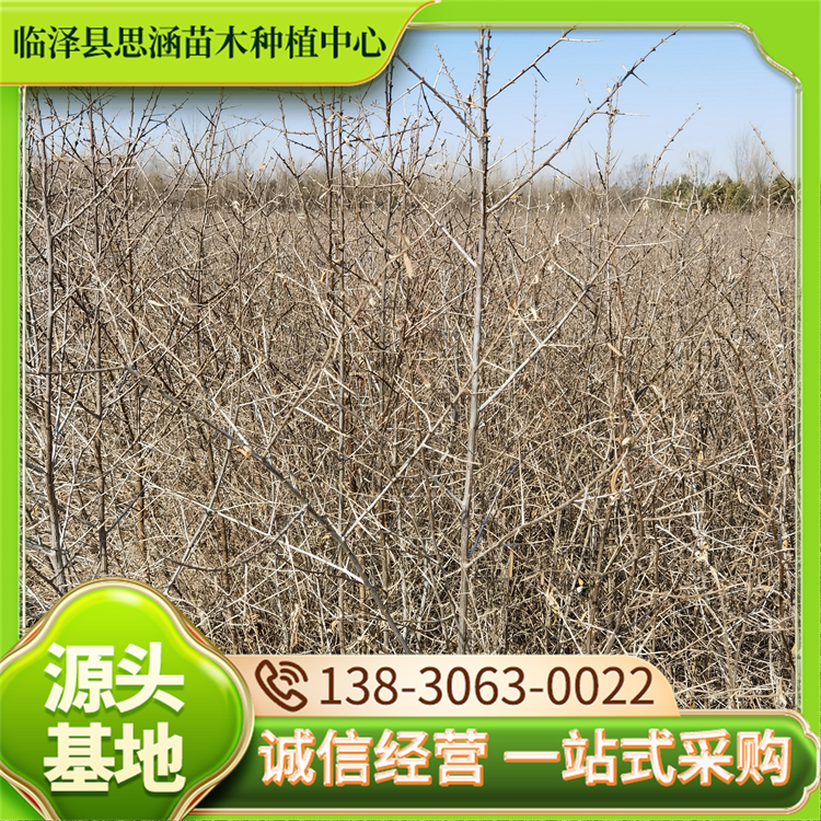 沙棘苗 防护林建设苗木荒漠化防治苗 耐旱性能优 思涵