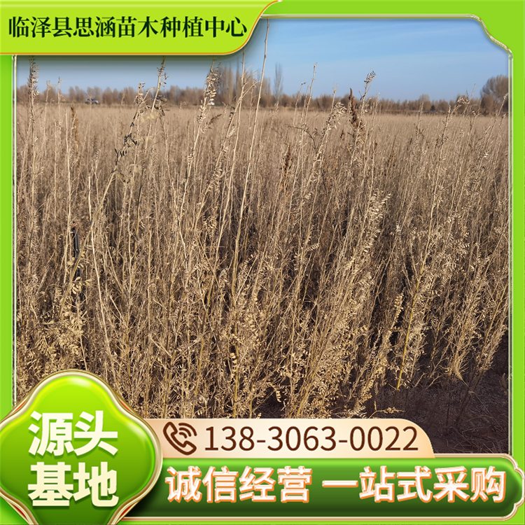 1年生柠条苗 造林防沙治沙植物 40公分以上 自产自销 思涵