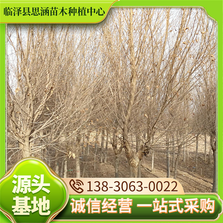 圆冠榆种植 基地直发工程用苗 喜光耐寒抗高温 思涵